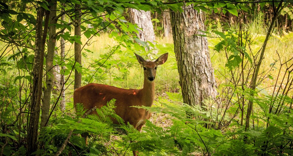 Mensch, lass bitte den Wald in Ruhe!